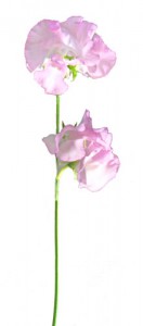 sweetpea スイートピー