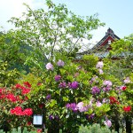 勝尾寺の石楠花