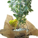 ツルニチニチソウの鉢植えギフト