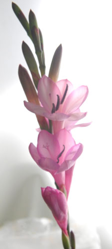 5月24日の誕生花 ワトソニア ワトソニアの花言葉とアレンジメント 花束 フラワーギフトのご参考に