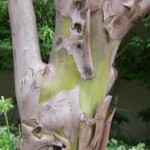 サルスベリの木肌