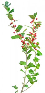 holly ホーリー