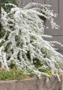 雪柳 2月26日の誕生花