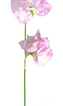 フラワーギフトのための366日の誕生花 1月14日の誕生花 スイートピー