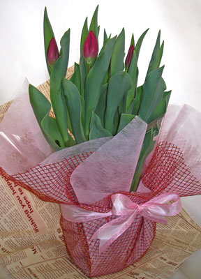 チューリップの鉢植えギフト 誕生花と花言葉のプレゼント