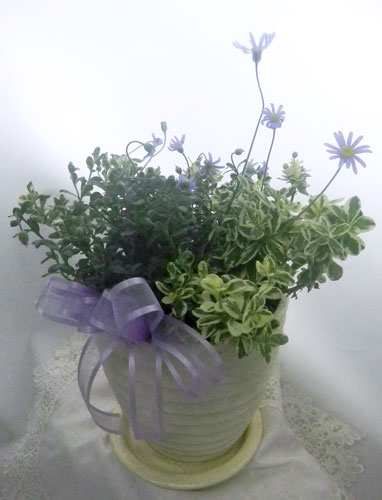 2種類のブルーデージー寄せ植え 誕生花と花言葉のプレゼント