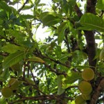 梅の果実