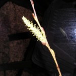 シダレヤナギの花