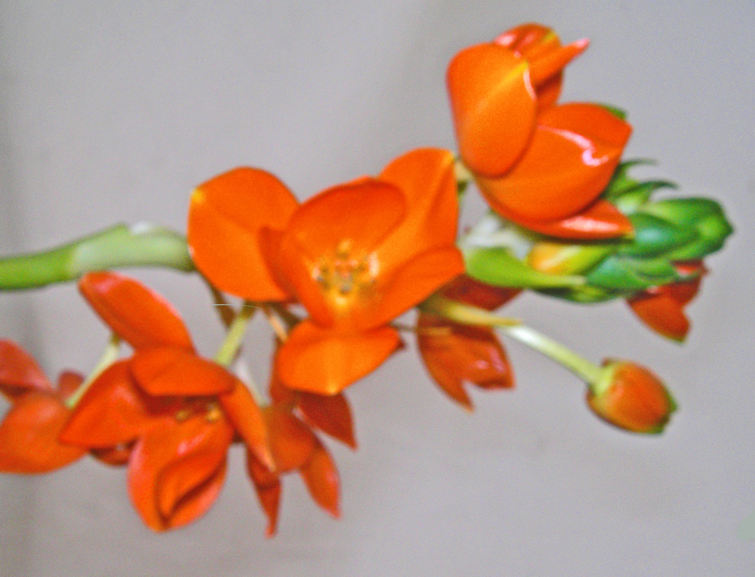 オーニソガラム 誕生花と花言葉のプレゼント