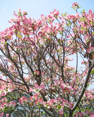 5月4日の誕生花「花水木（ハナミズキ）」