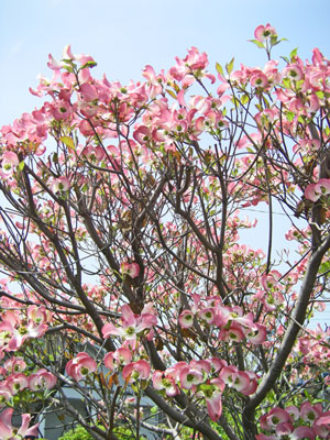 5月4日の誕生花 花水木 ハナミズキ フラワーギフトのための誕生花 ハナミズキのアレンジメント 花束 雑貨などプレゼントのご参考にどうぞ