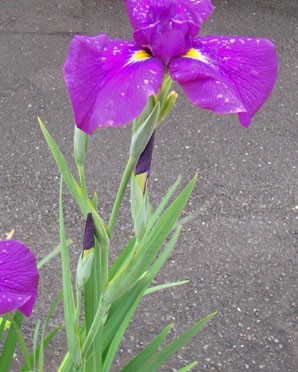 5月5日の誕生花-花菖蒲-ショウブ：フラワーギフトのための誕生花