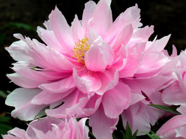 5月14日の誕生花 芍薬 シャクヤク フラワーギフトのための誕生花