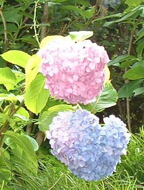 ペア紫陽花