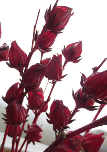 紅葵 ローゼル 誕生花と花言葉のプレゼント