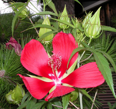 モミジアオイ 誕生花と花言葉のプレゼント
