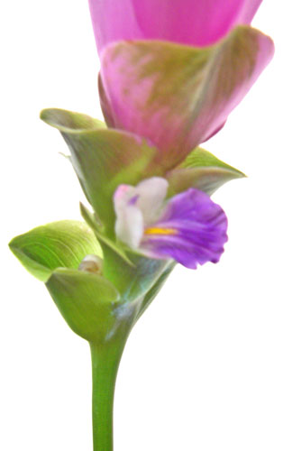 クルクマの花