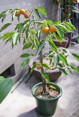 鉢植えの柿