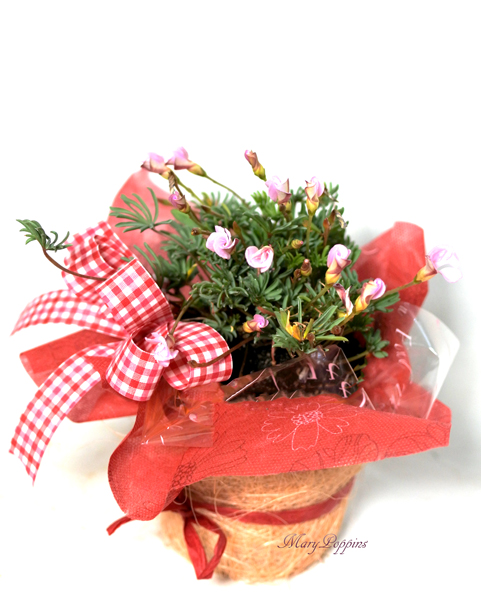 オキザリス-オータムピンクの鉢植えギフト