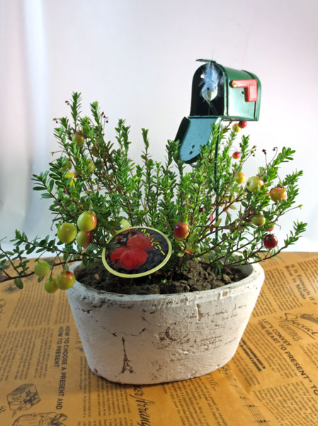 クランベリーの鉢植えギフト