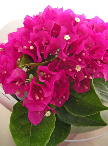 Buugenbiria Mini 誕生花と花言葉のプレゼント
