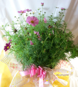 コスモスの鉢植えギフト
