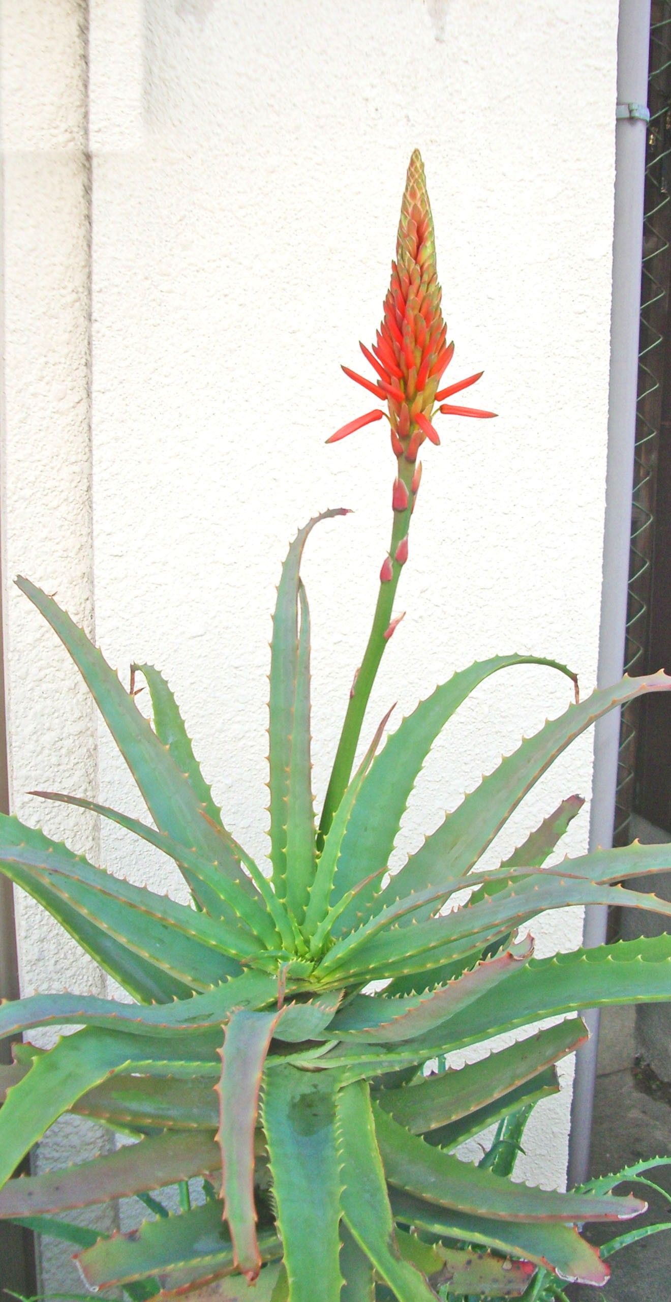 Aloe 誕生花と花言葉のプレゼント