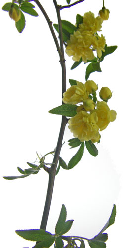 黄木香バラ