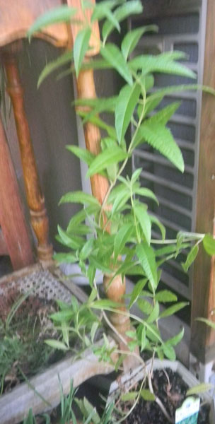 鉢植えのレモンバーベナ