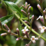 レモンバーベナの花