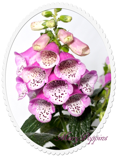紫 Archives - 誕生花と花言葉のプレゼント