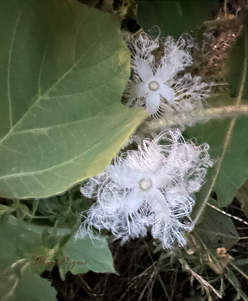 烏瓜の花