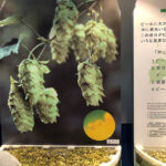ホップ